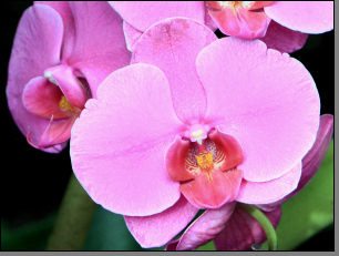 Orchidee